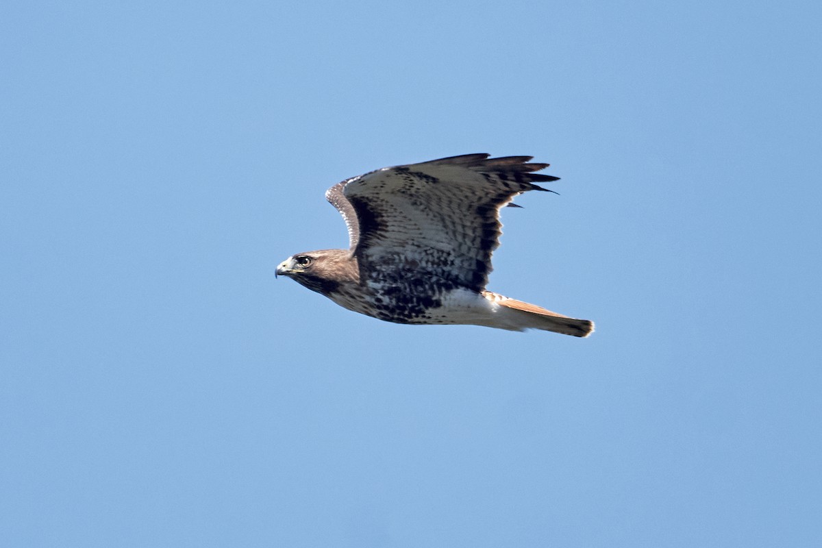 Red-tailed Hawk - ML618230612