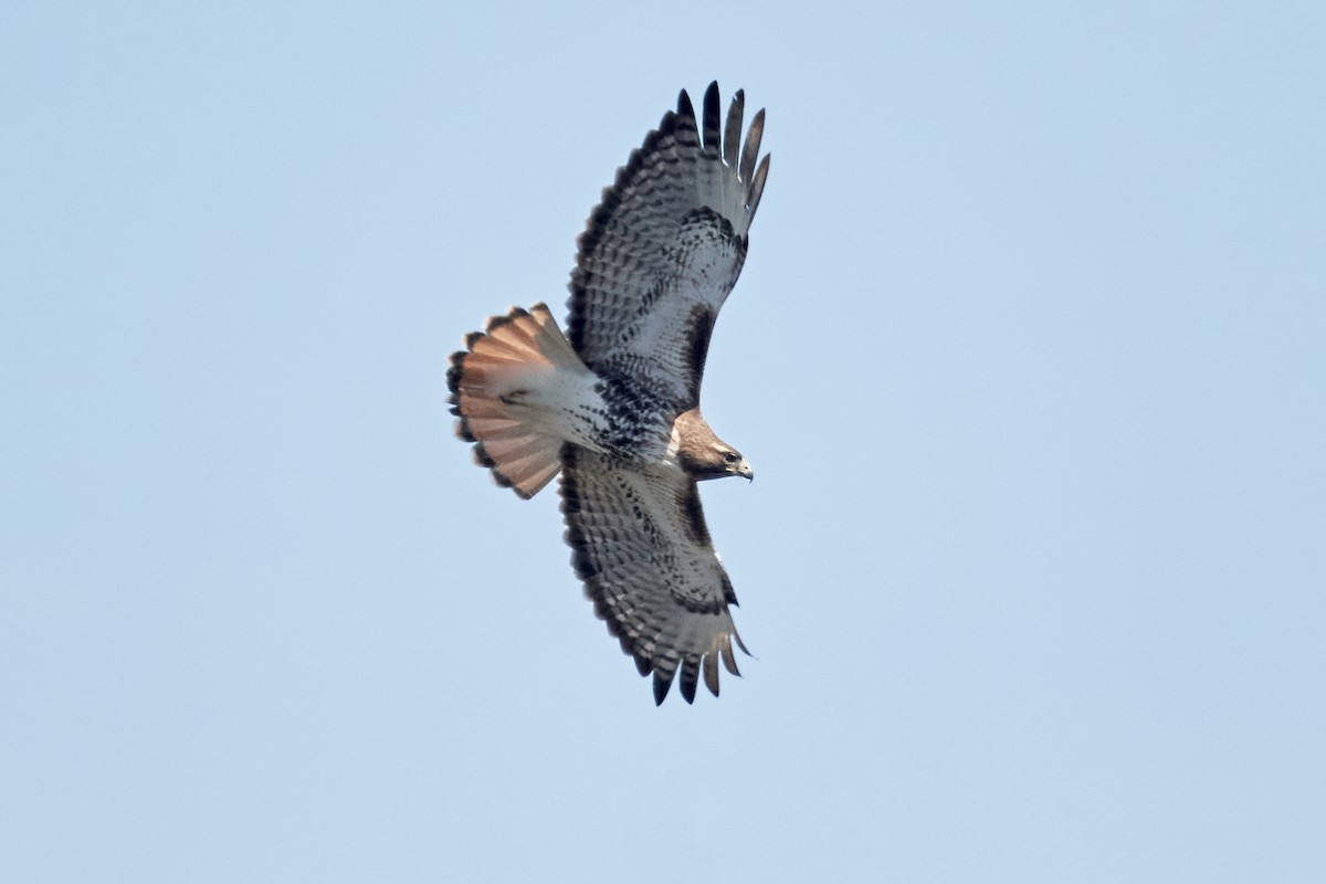 Red-tailed Hawk - ML618230613