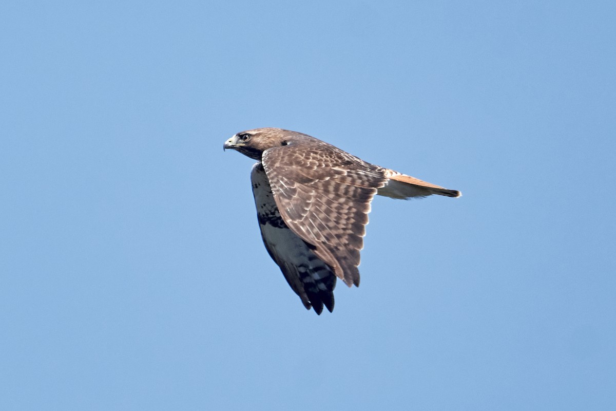 Red-tailed Hawk - ML618230614