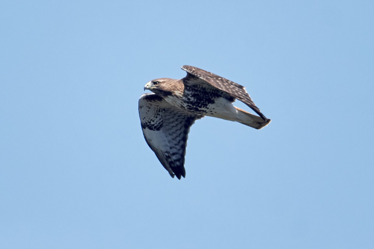 Red-tailed Hawk - ML618230615