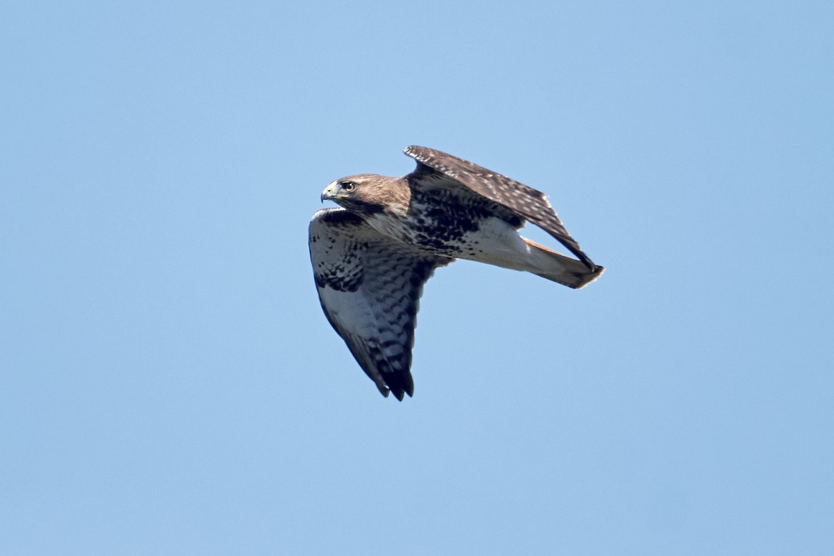 Red-tailed Hawk - Patrice St-Pierre