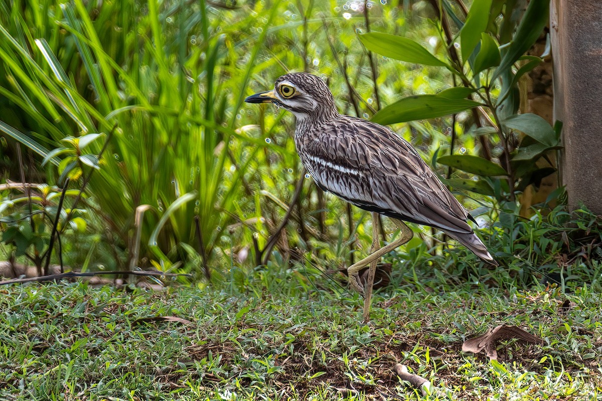 Indian Thick-knee - Shaqayeq Vahshi