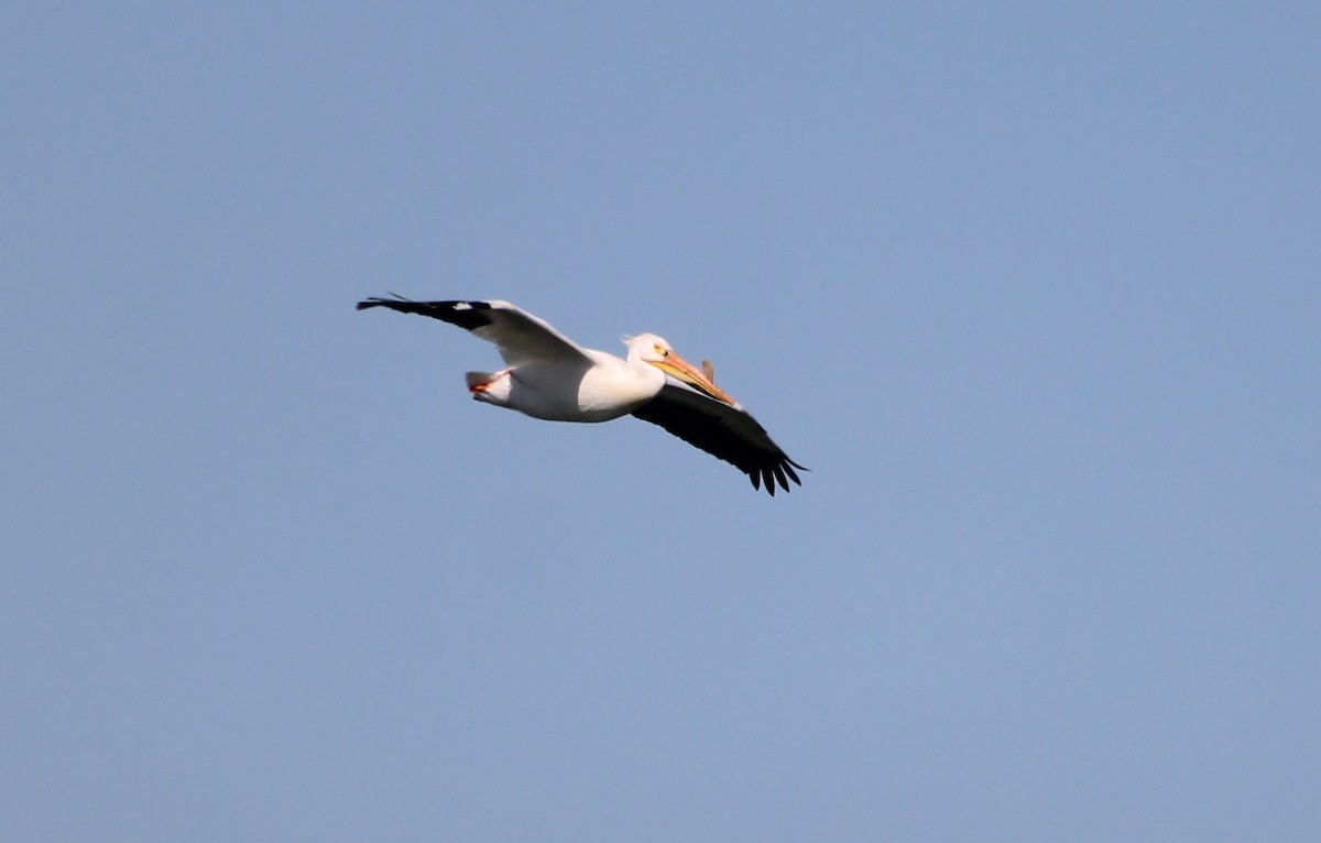 American White Pelican - Steve Charbonneau