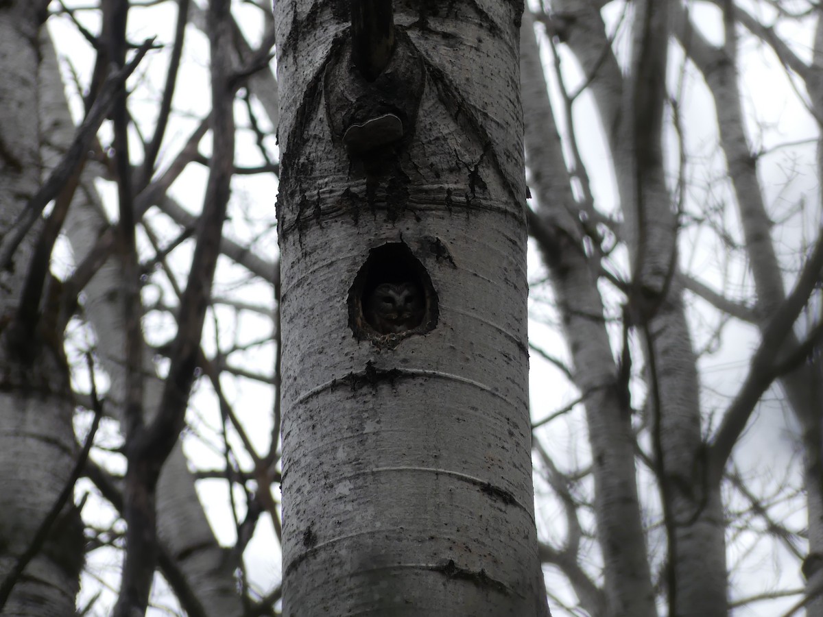 Northern Saw-whet Owl - Réjean Deschênes