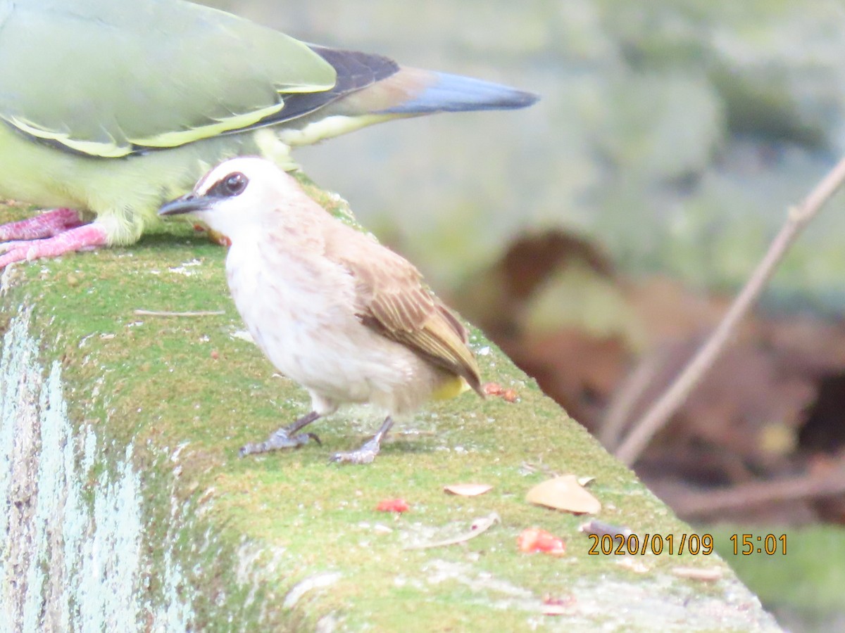 Yellow-vented Bulbul - sachi yamami