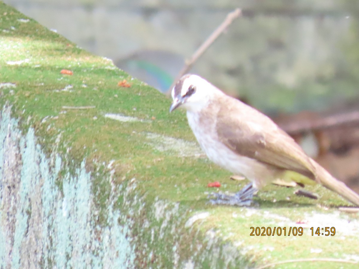 Yellow-vented Bulbul - sachi yamami