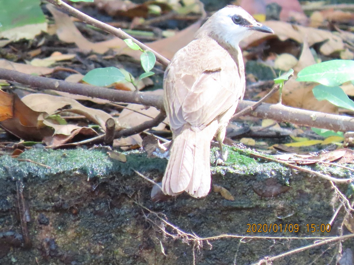 Yellow-vented Bulbul - sachi yamami