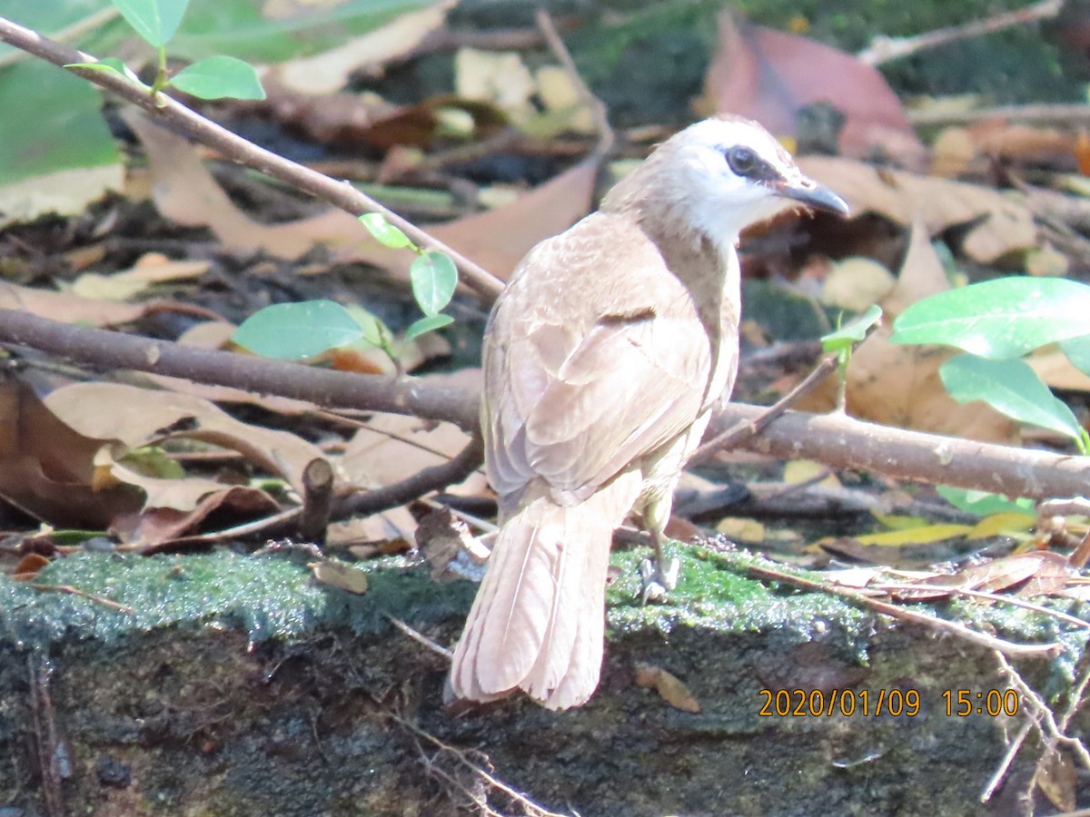 Yellow-vented Bulbul - sachi yamami