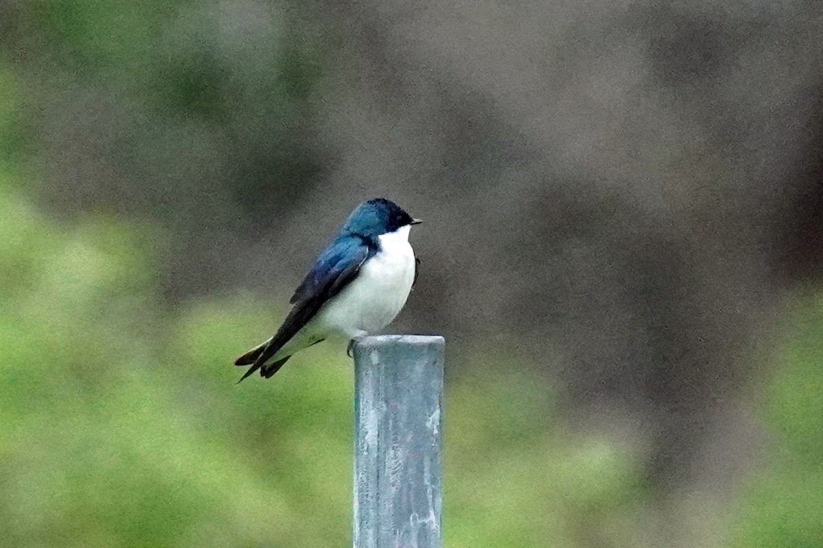 Tree Swallow - Susan Iannucci