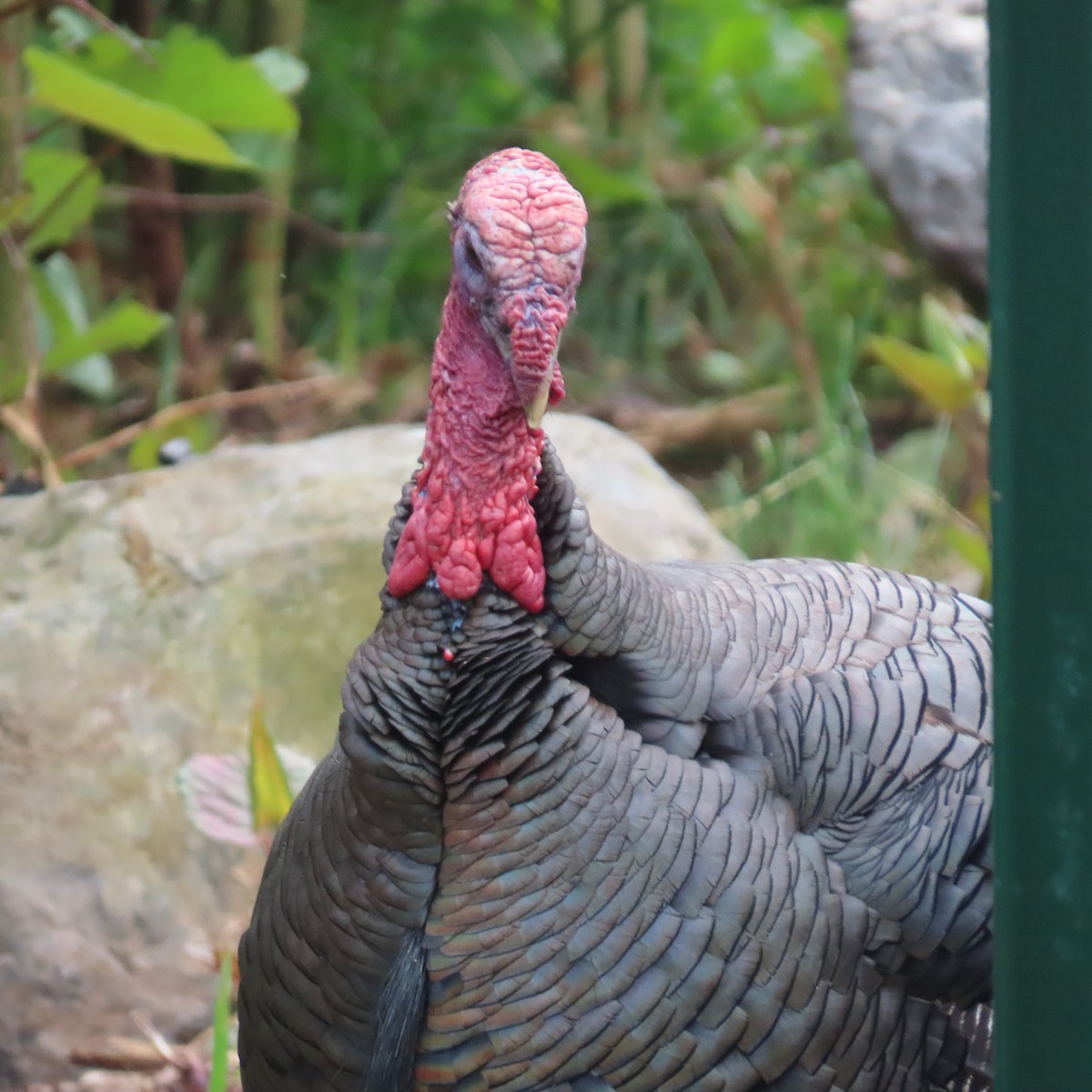 Wild Turkey - ML618230685