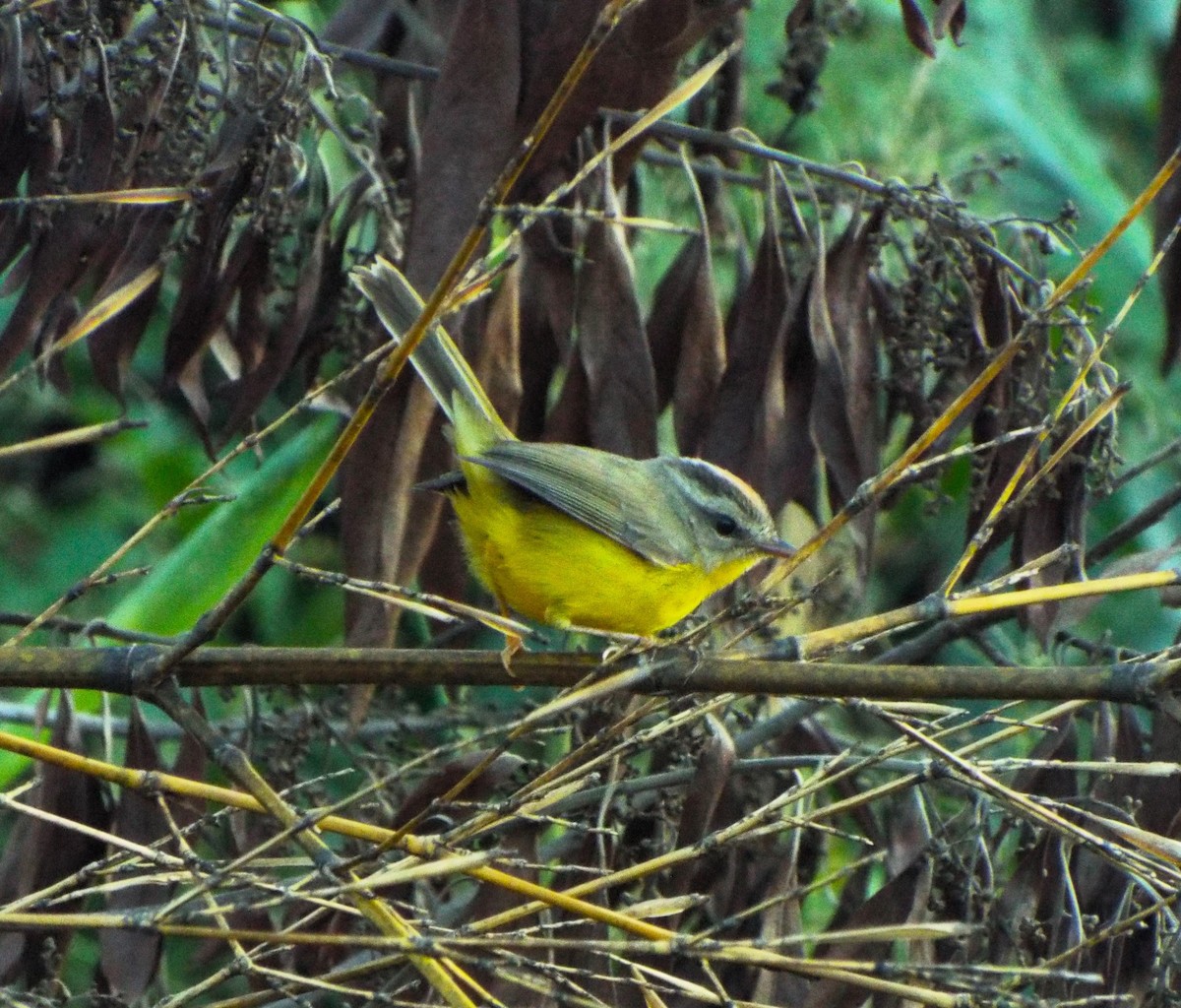 Golden-crowned Warbler - ML618230694