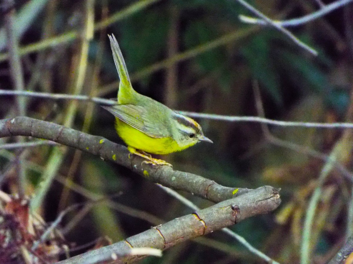 Golden-crowned Warbler - ML618230695