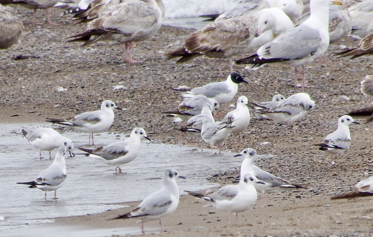 Bonaparte's Gull - Jerry Horak