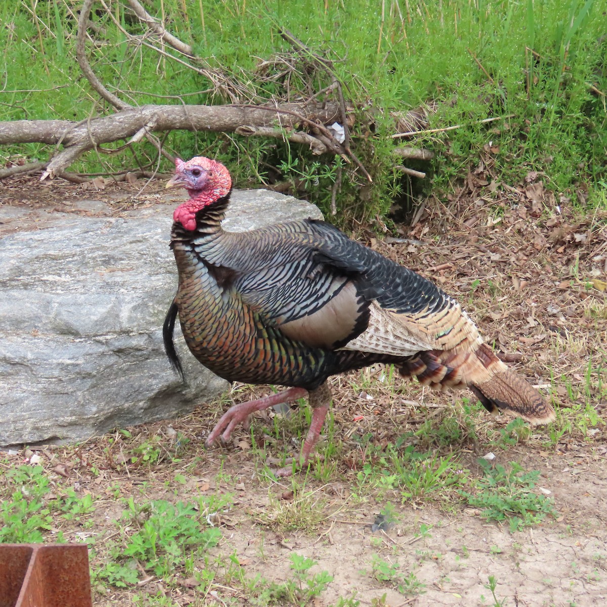 Wild Turkey - ML618230708