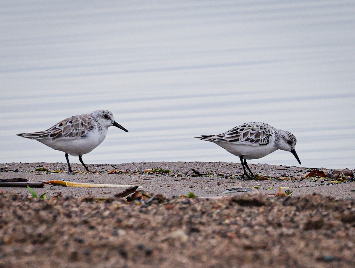 Sanderling - michelle miller