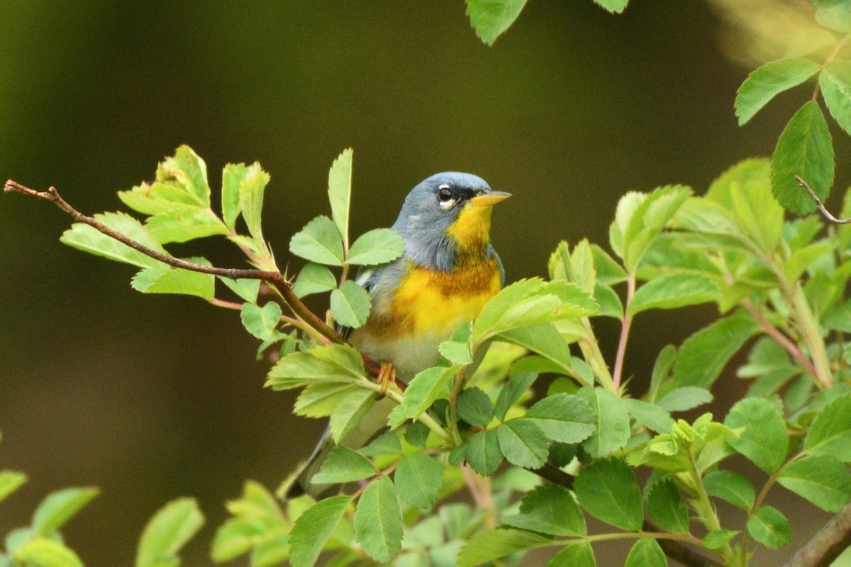 Northern Parula - Megan Gray