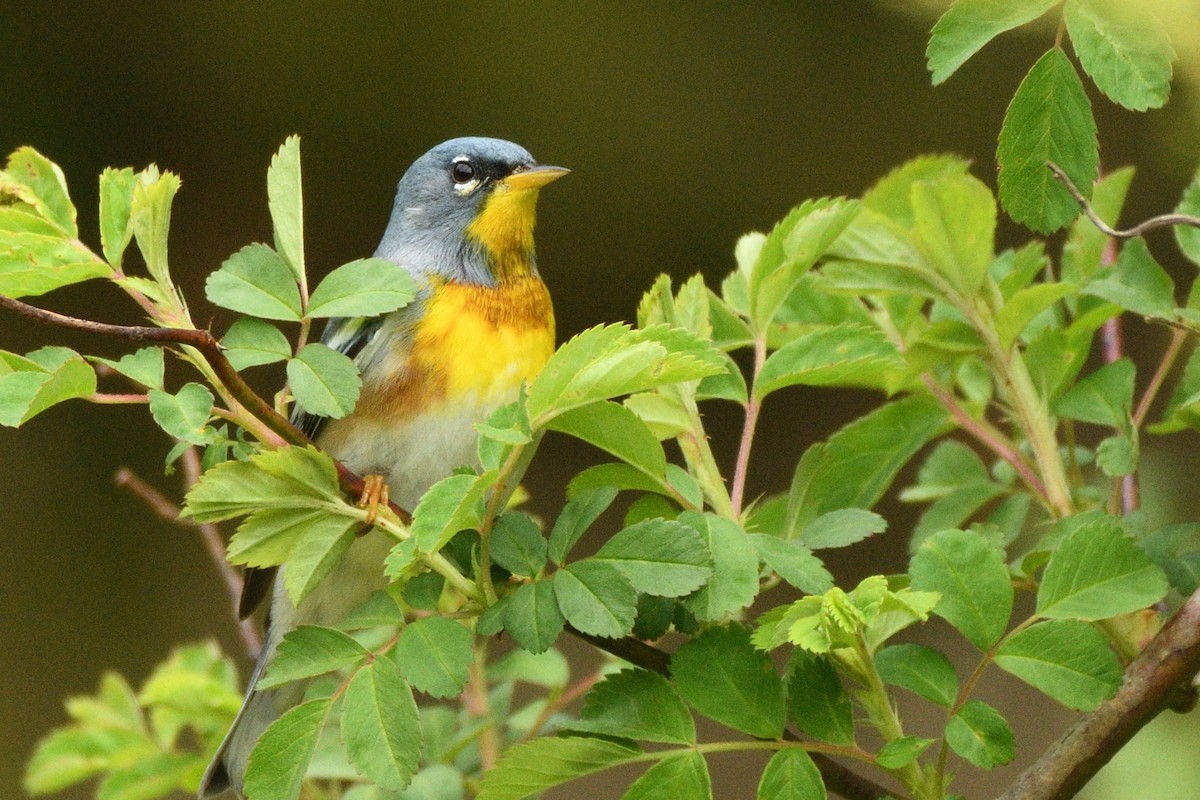 Northern Parula - Megan Gray