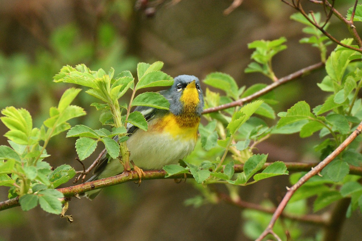 Northern Parula - Megan Gray