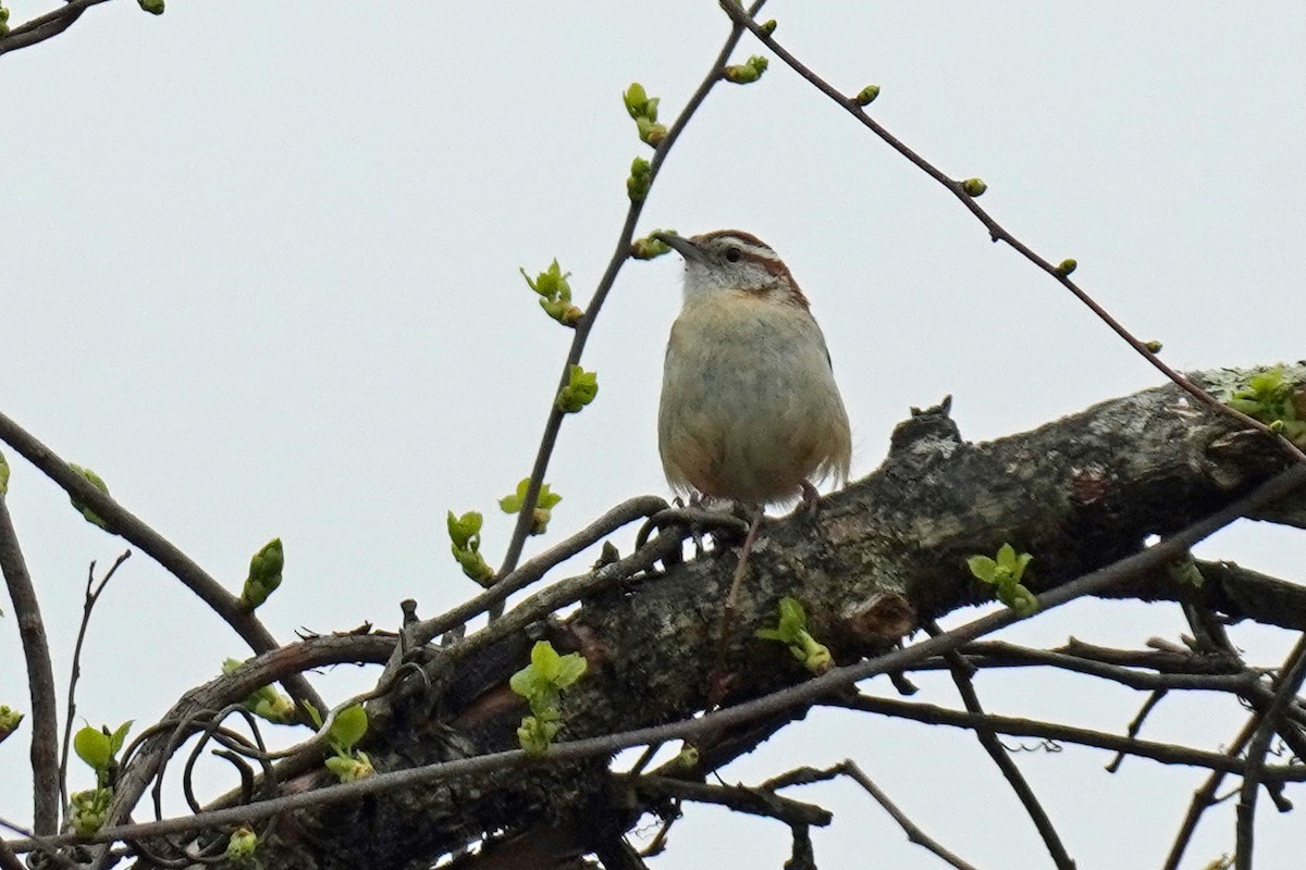 Carolina Wren - Susan Iannucci