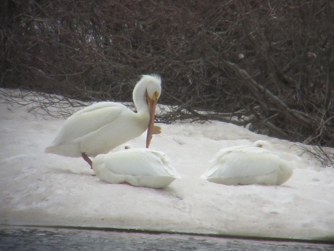 American White Pelican - ML618230795