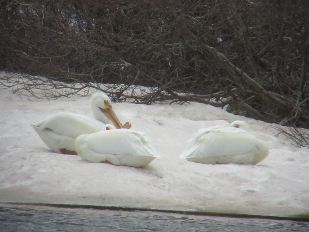 American White Pelican - Kathy Mihm Dunning