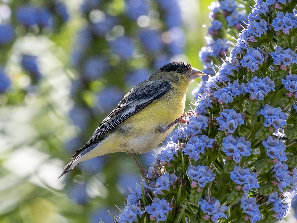 Lesser Goldfinch - Steven Hunter