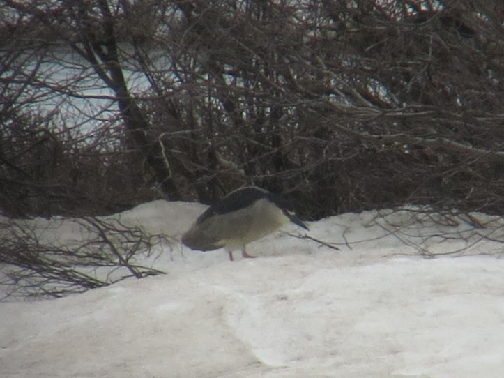 Ногоовор зашин - ML618230808