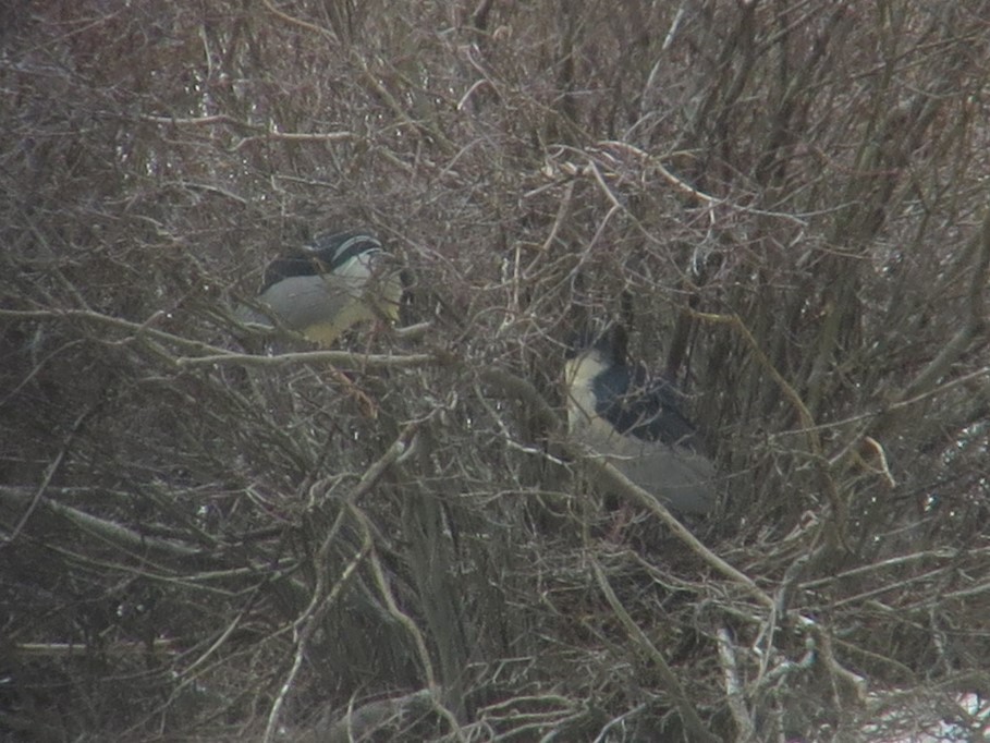 Ногоовор зашин - ML618230816