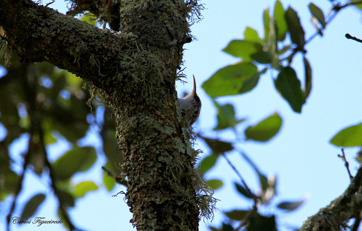 Short-toed Treecreeper - Carlos Figueiredo