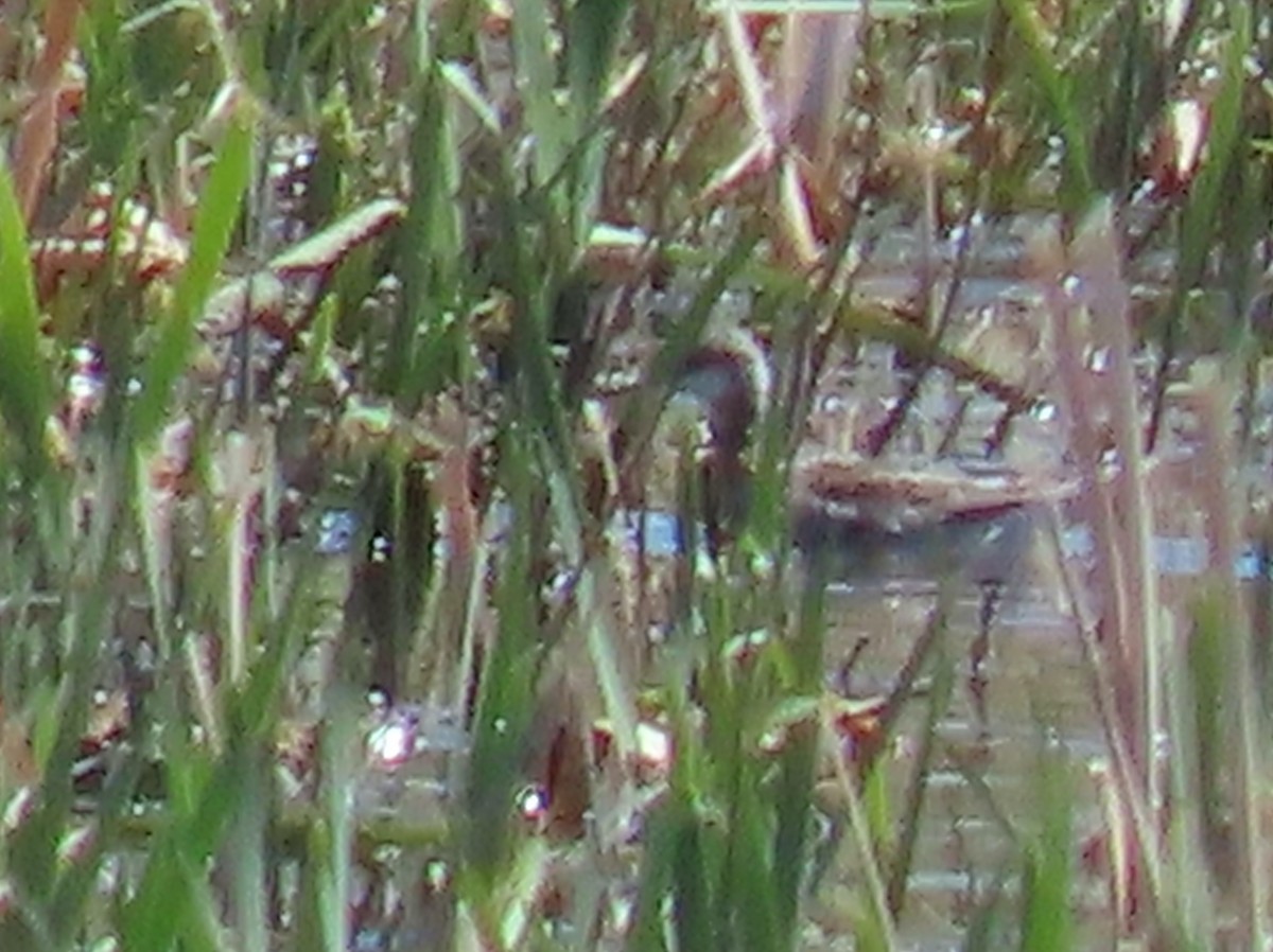 Wilson's Phalarope - Myron Gerhard