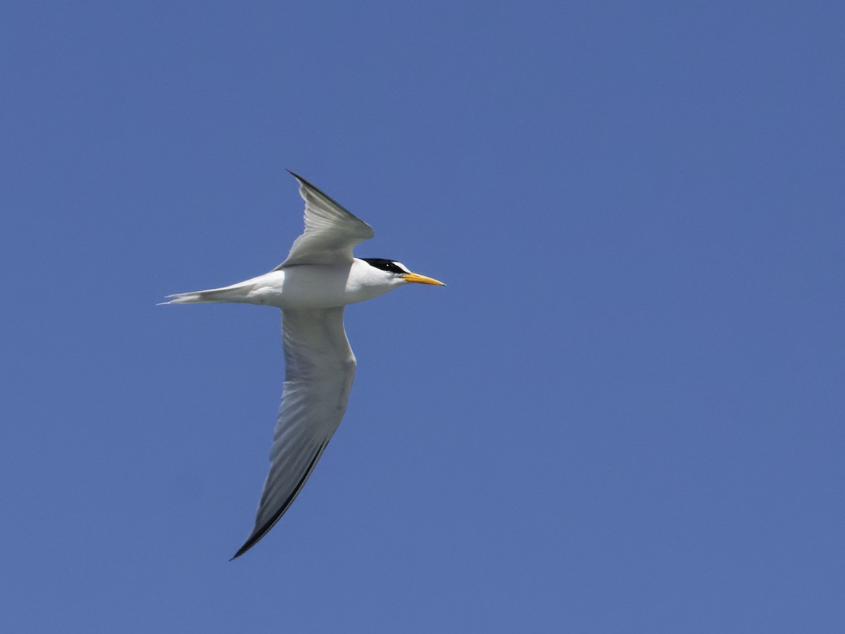 Least Tern - Angus Wilson