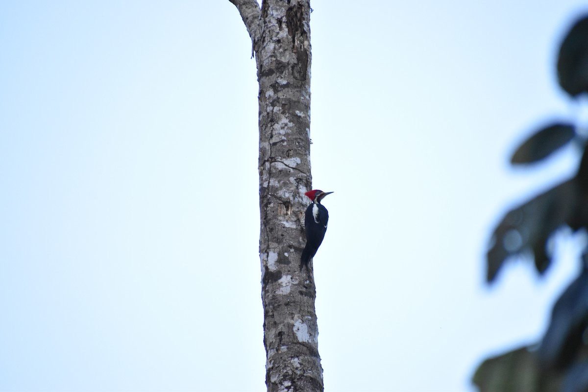 Lineated Woodpecker (Lineated) - Dennis Anderson