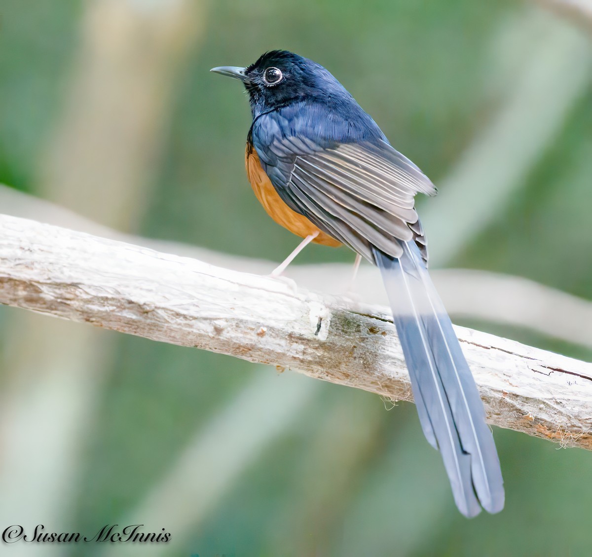 White-rumped Shama - Susan Mac