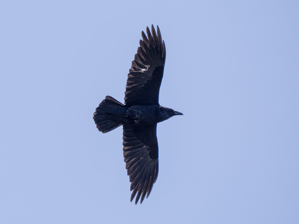 Common Raven - Steven Hunter