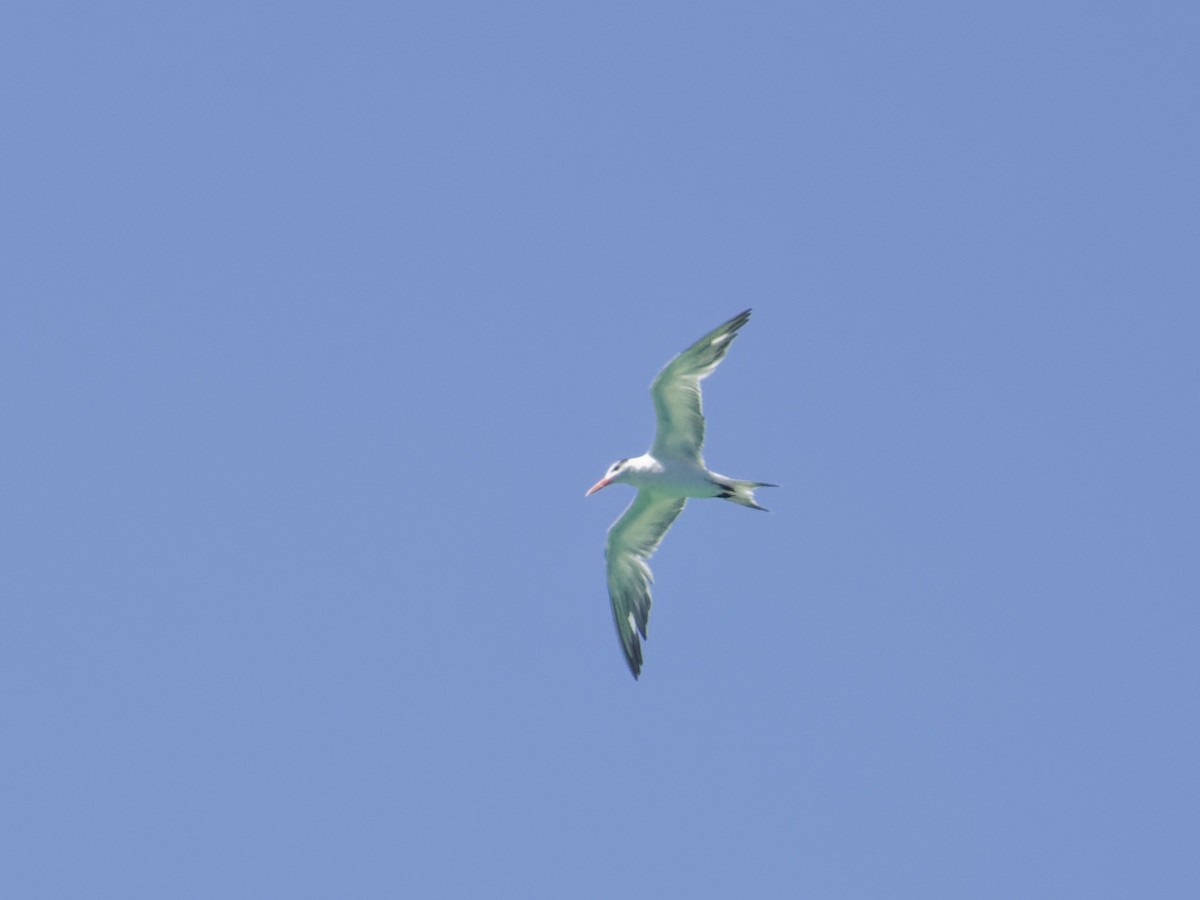Royal Tern - Angus Wilson