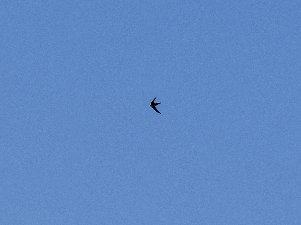 White-throated Swift - Steven Hunter