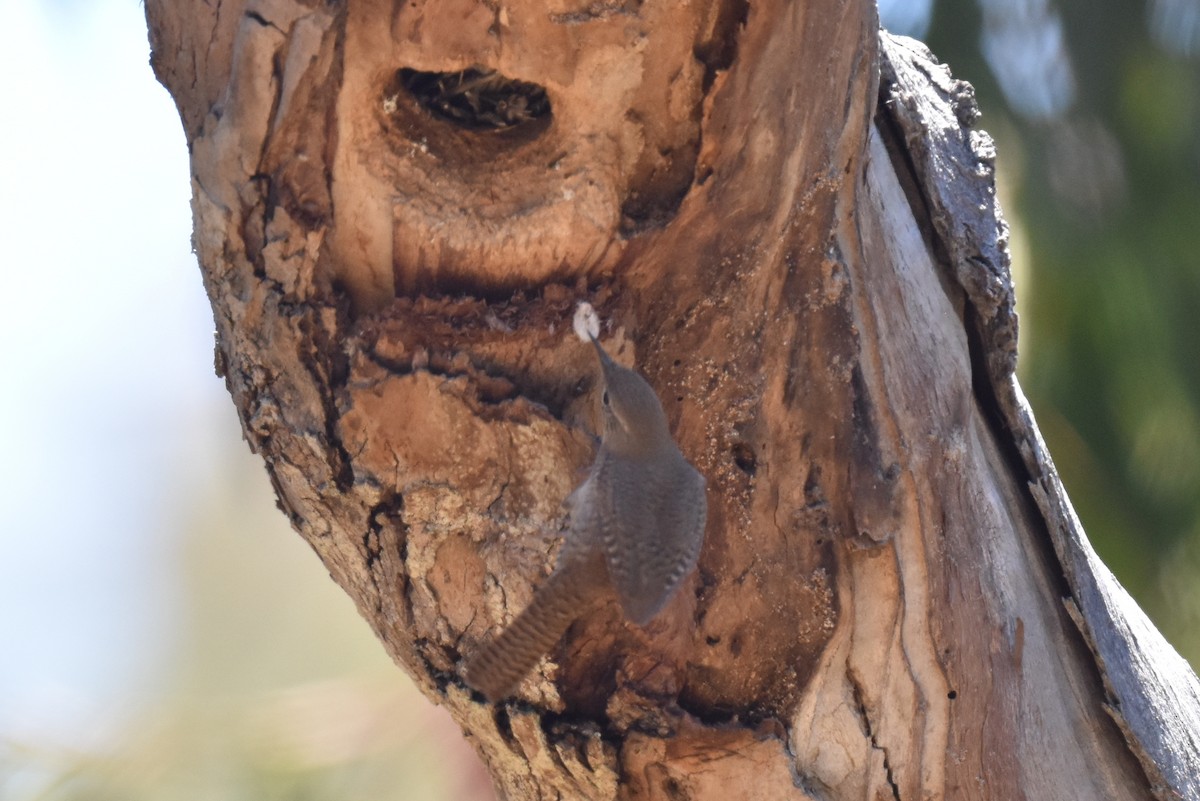 House Wren - Naresh Satyan