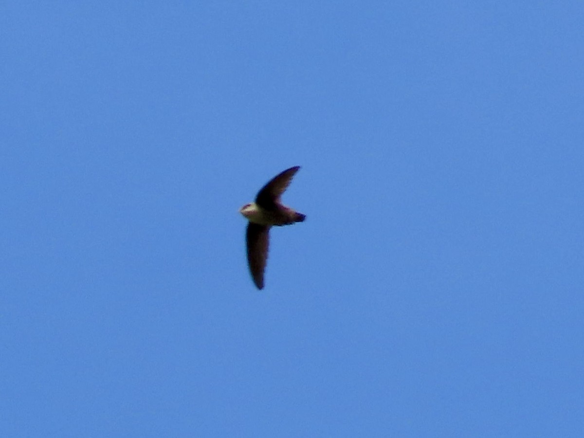 Vaux's Swift - Merlyn (J.J.) Blue