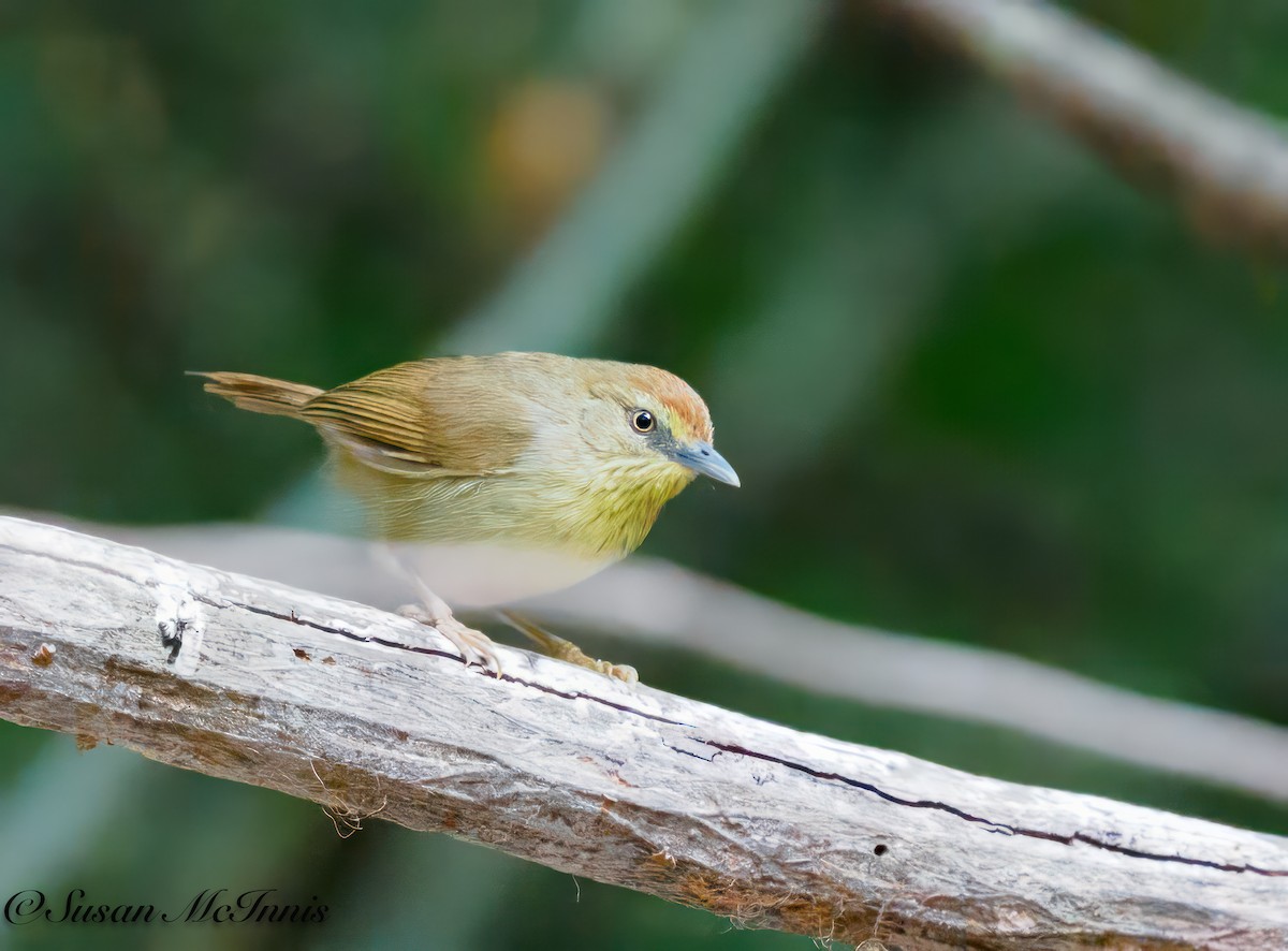 Pin-striped Tit-Babbler - Susan Mac