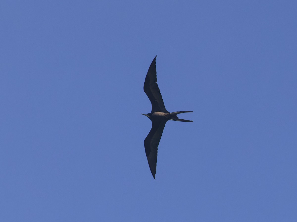 Magnificent Frigatebird - Angus Wilson