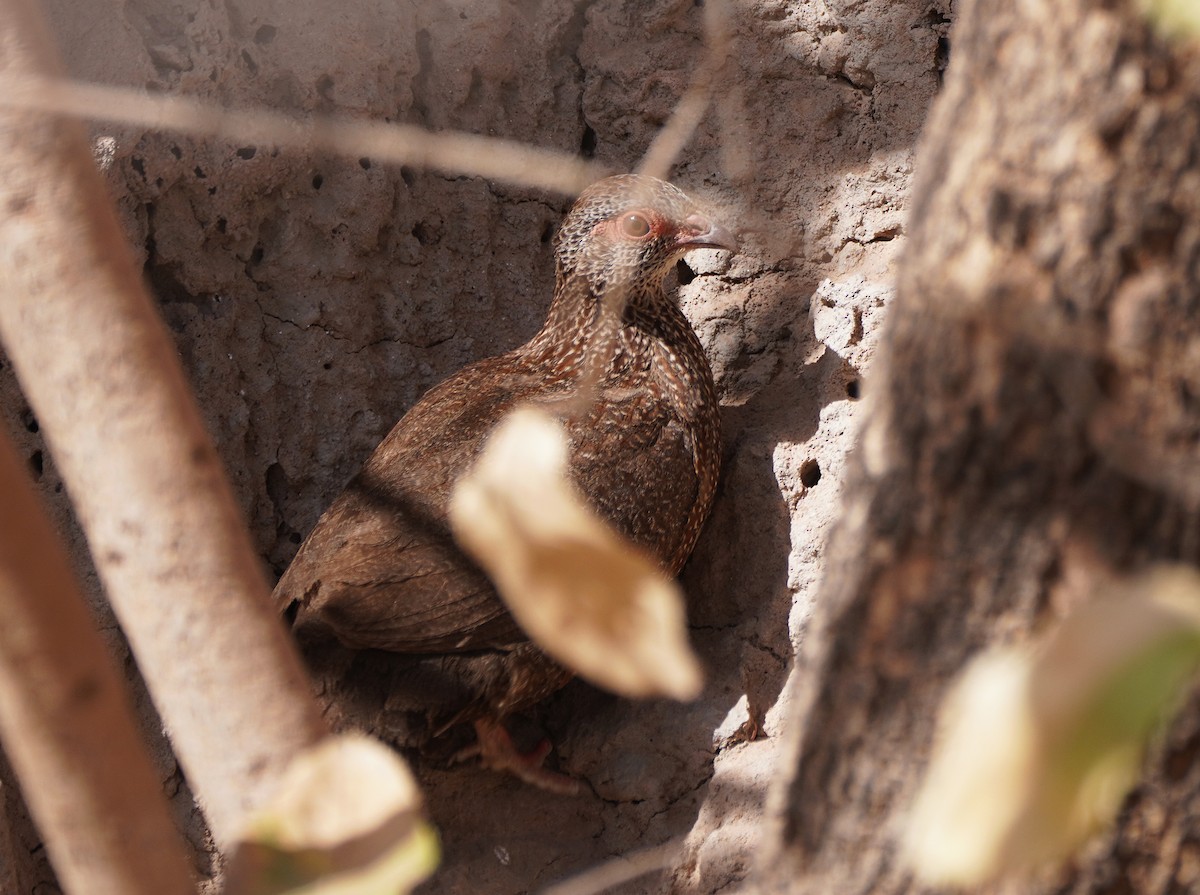 Stone Partridge - ML618230889