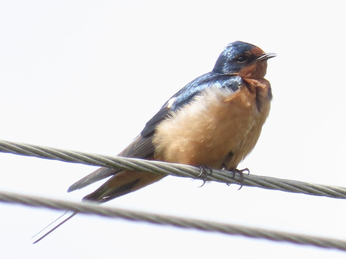 Barn Swallow - J.J. Blue