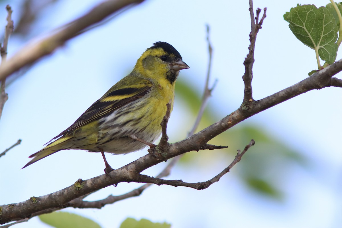 Eurasian Siskin - Guillermo Piñal