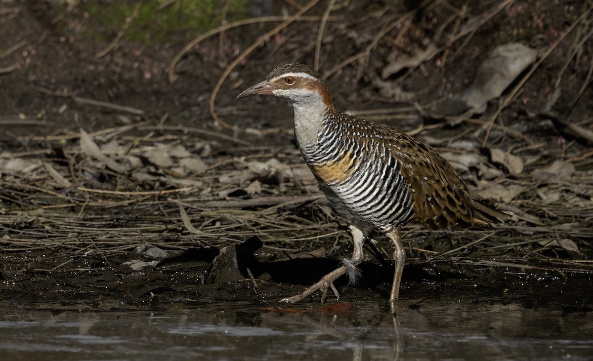 Buff-banded Rail - ML618230903