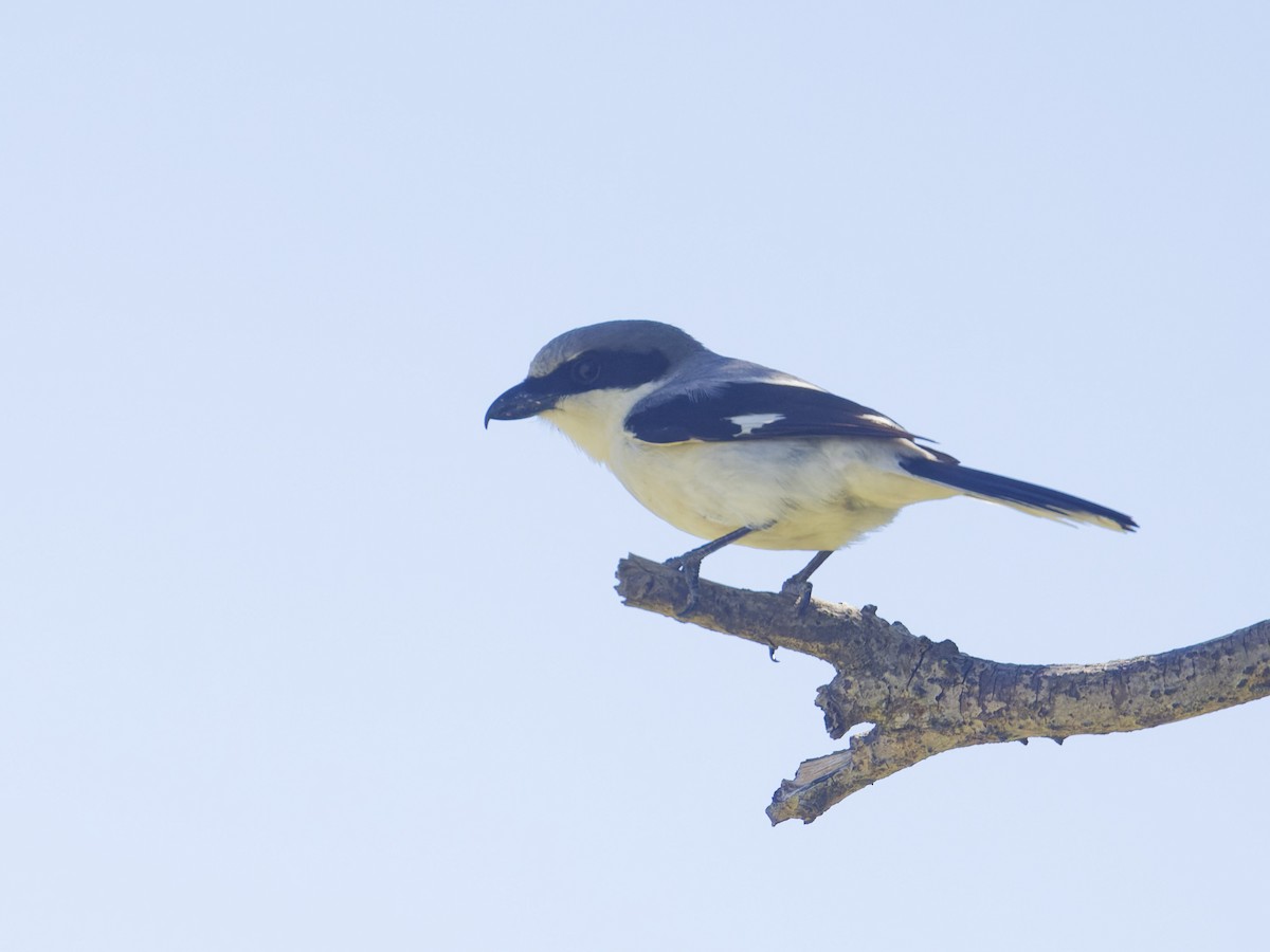 Loggerhead Shrike - Angus Wilson