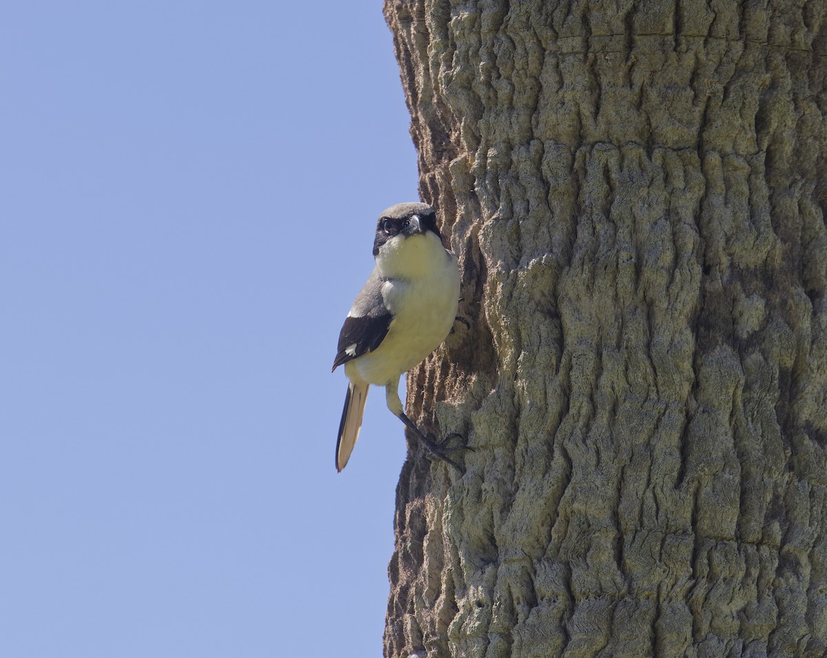 Loggerhead Shrike - Angus Wilson