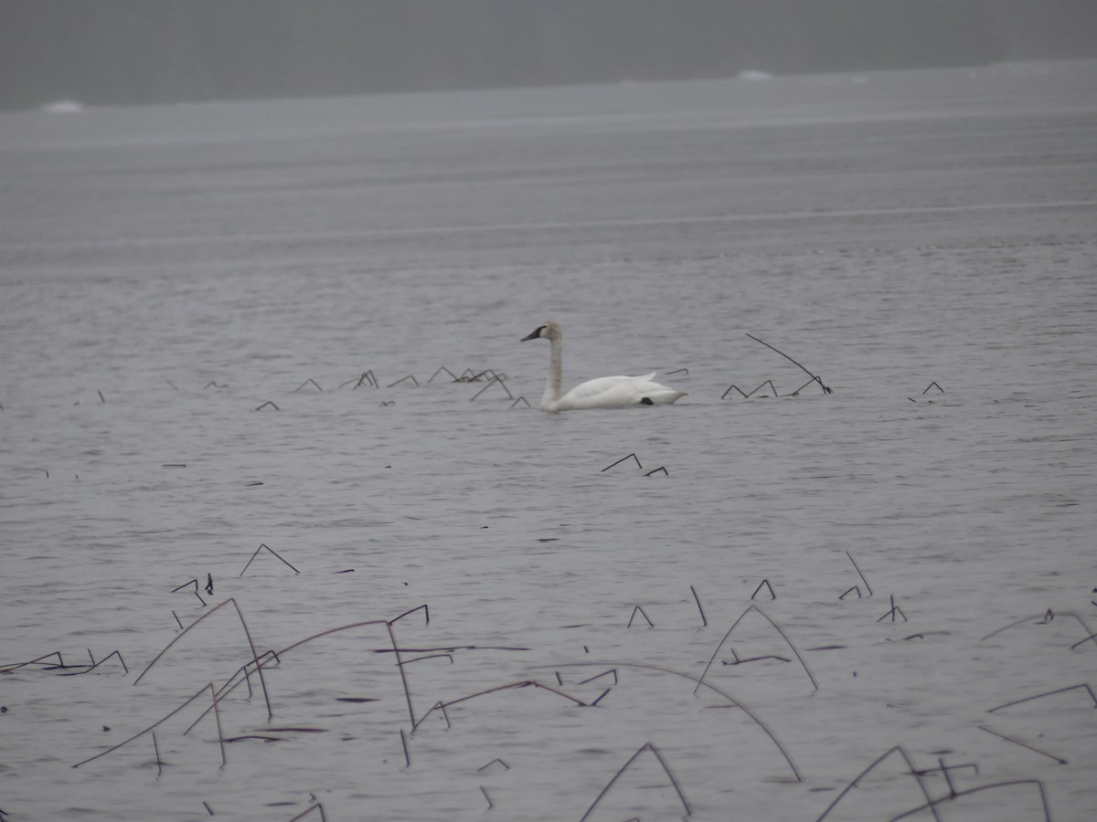 Trumpeter Swan - Réjean Deschênes