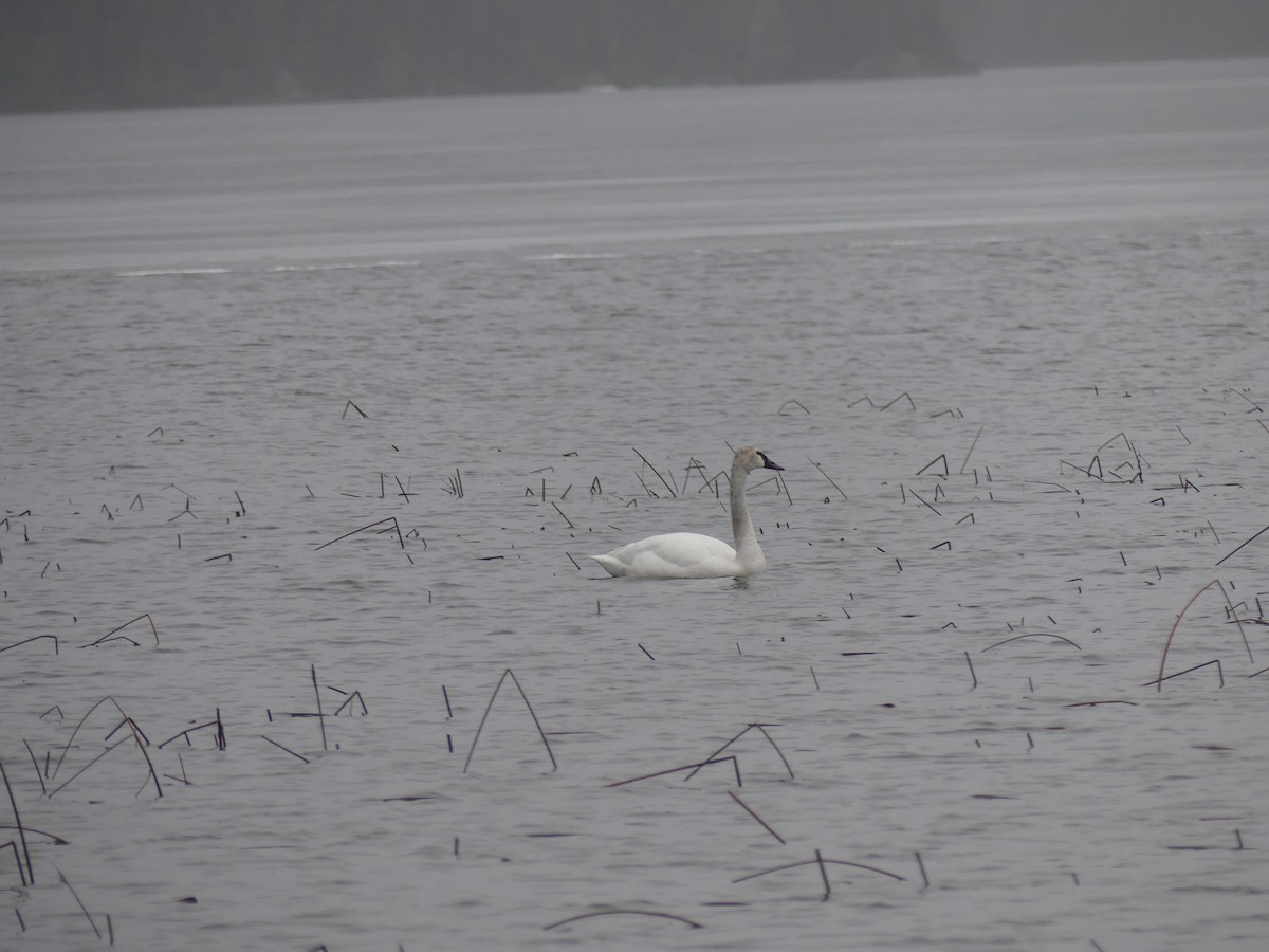 Trumpeter Swan - Réjean Deschênes