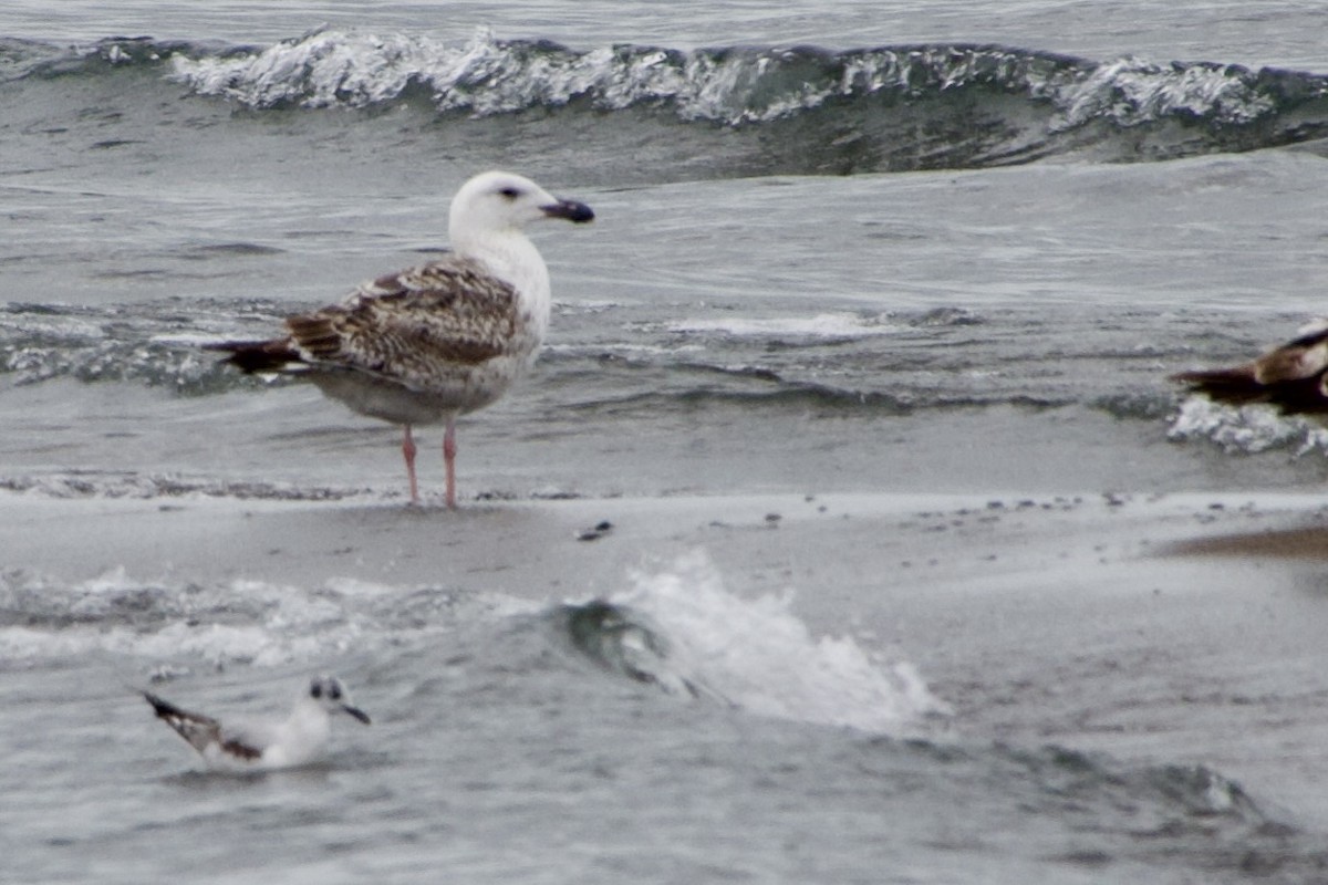 Great Black-backed Gull - Jerry Horak