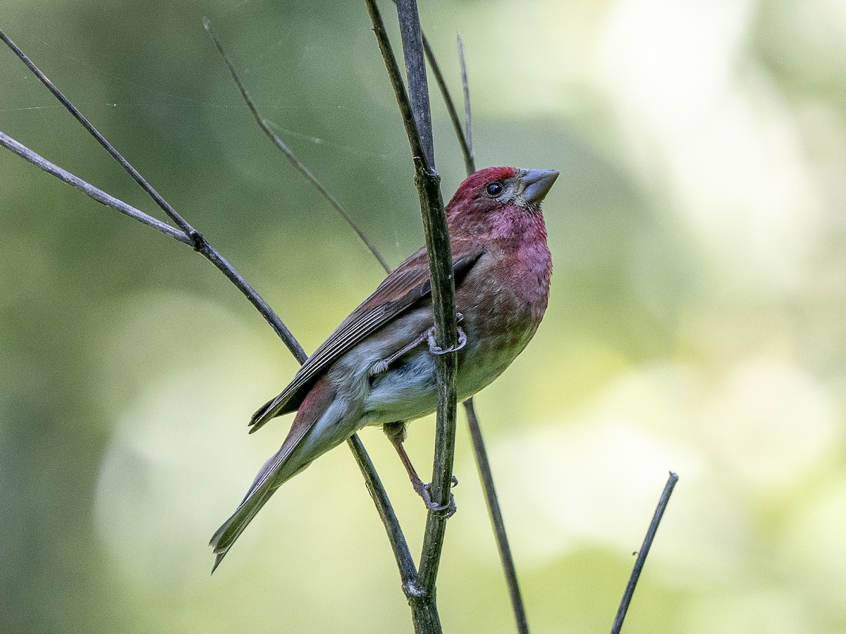 Purple Finch - Steven Hunter